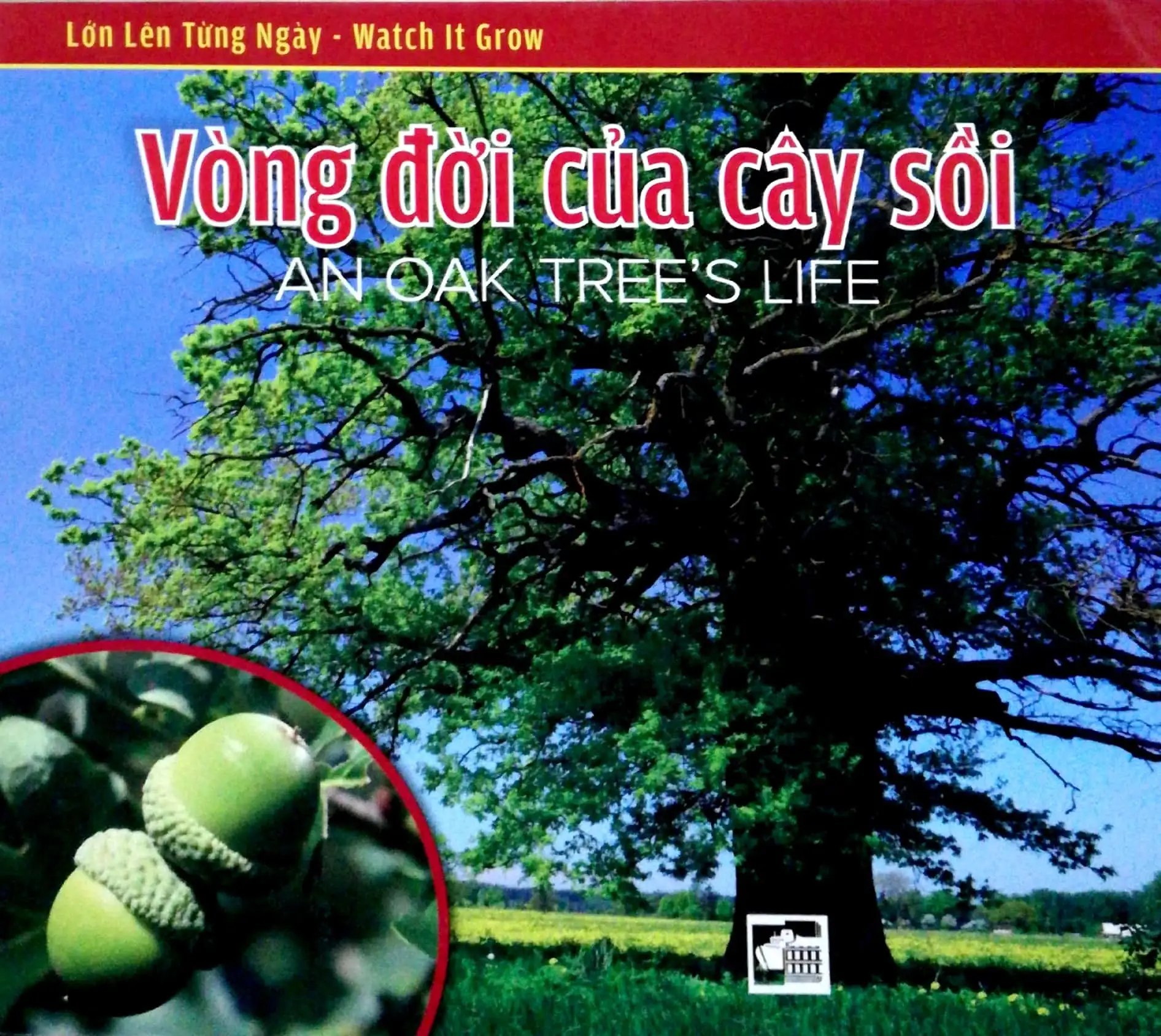 Lớn Lên Từng Ngày (Watch It Grow) - Vòng Đời Của Cây Sồi