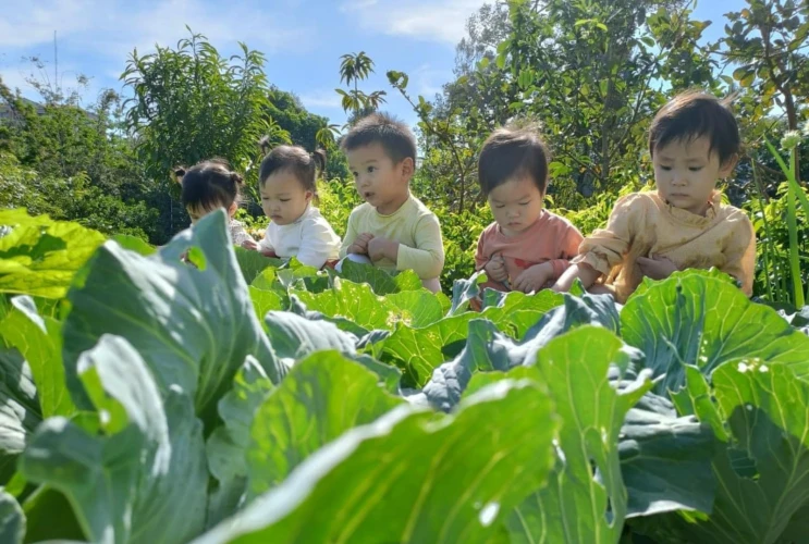 Hoạt động khám phá vườn rau – trải nghiệm thực tế cho các bé nhà trẻ 1
