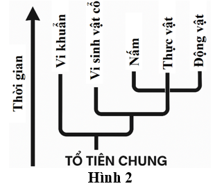 Pasted image