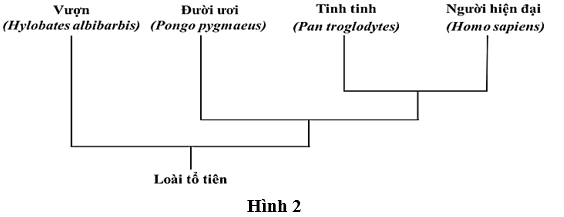 Pasted image