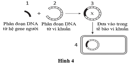 Pasted image