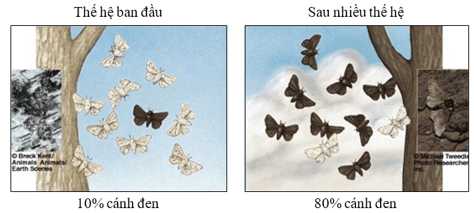 Pasted image