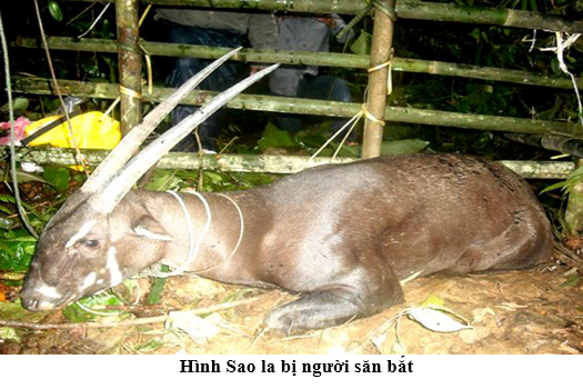 Pasted image