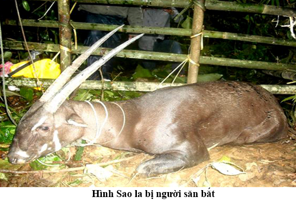 Pasted image