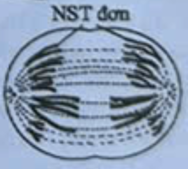 Pasted image