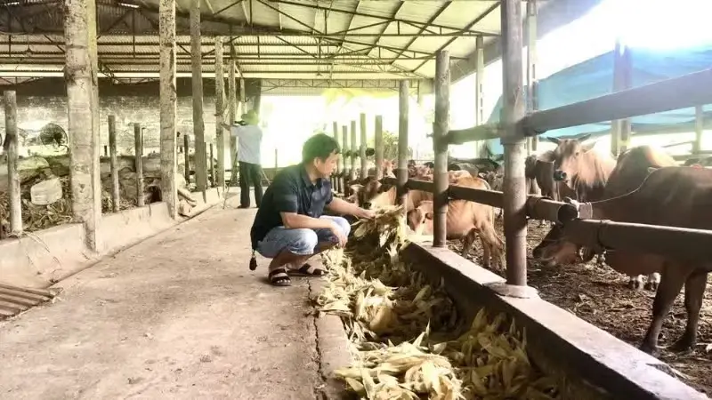 Phòng, chống nắng nóng cho đàn vật nuôi