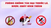 Phòng chống tác hại thuốc lá, rượu, chất kích thích