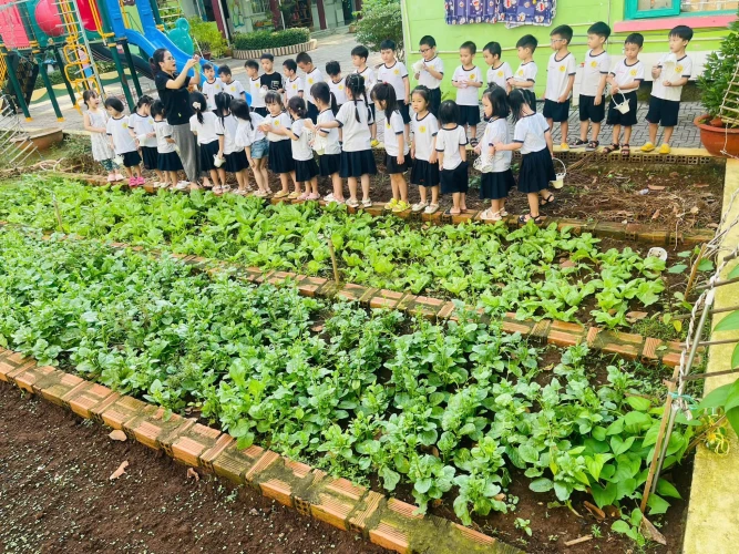 Các bé Trường Mầm non Hoa sen thu hoạch rau trong vườn