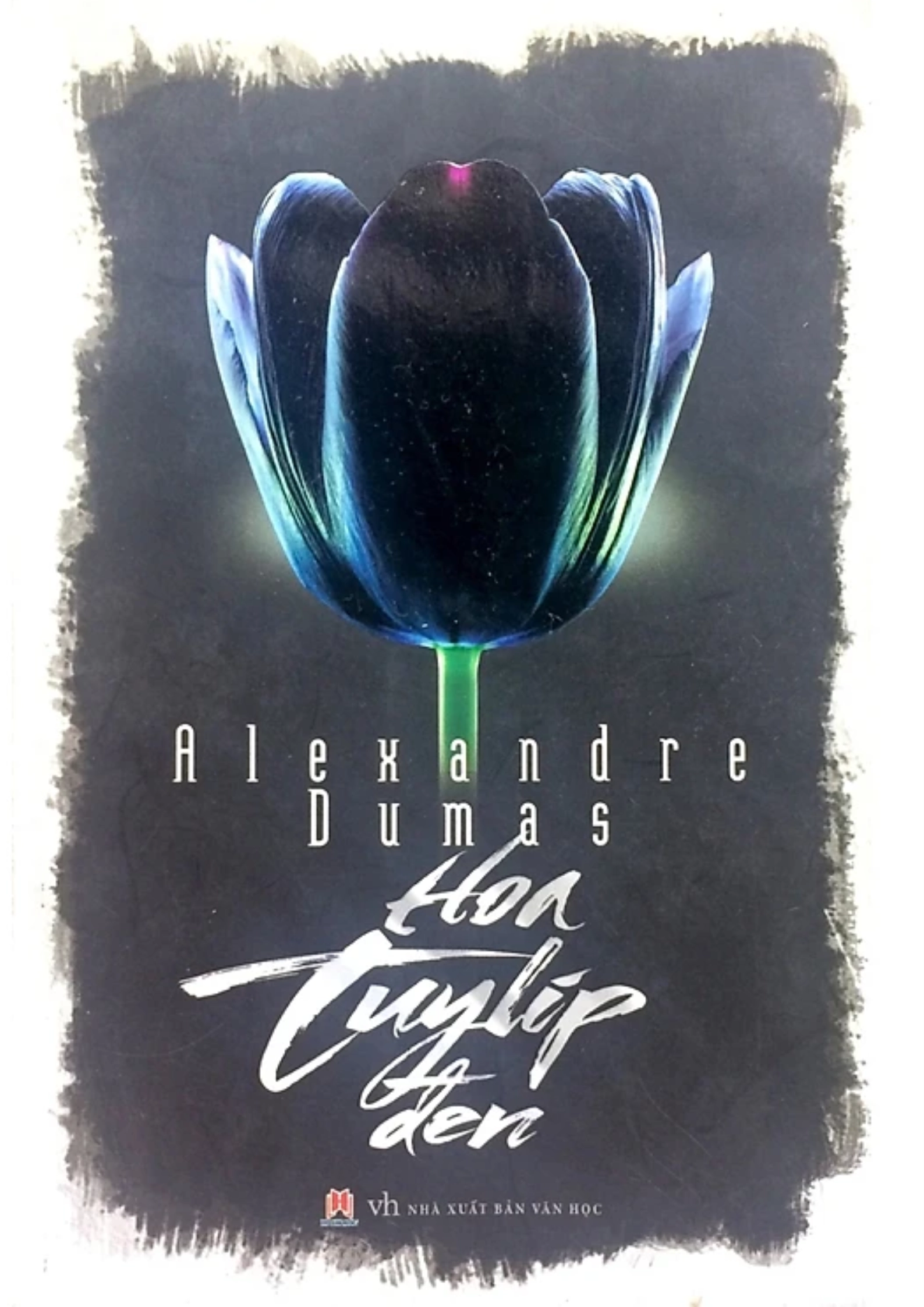 Hoa Tuylip đen