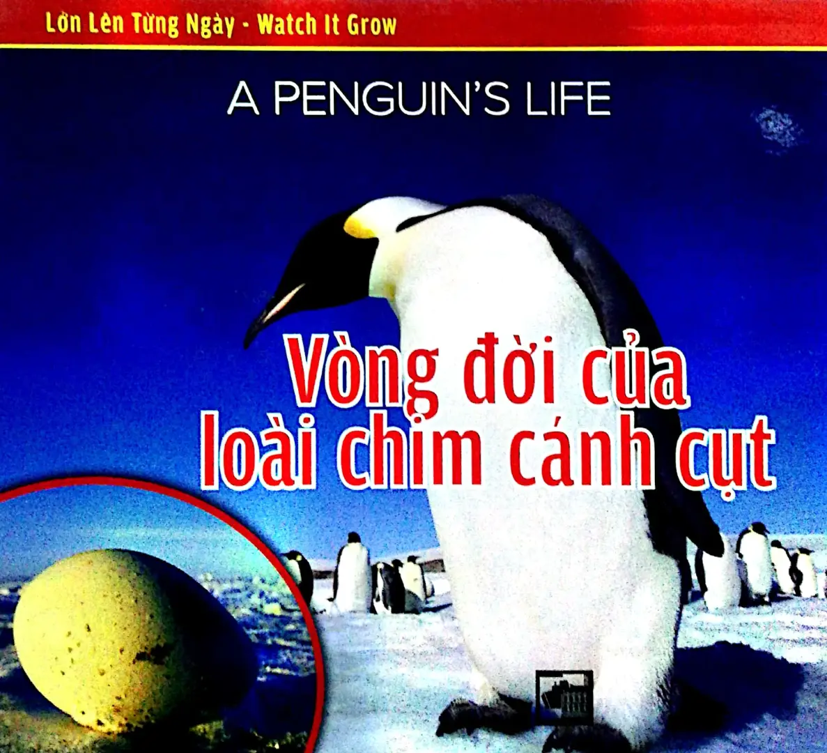 VÒNG ĐỜI CỦA LOÀI CHIM CÁNH CỤT