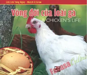 VÒNG ĐỜI CỦA LOÀI GÀ