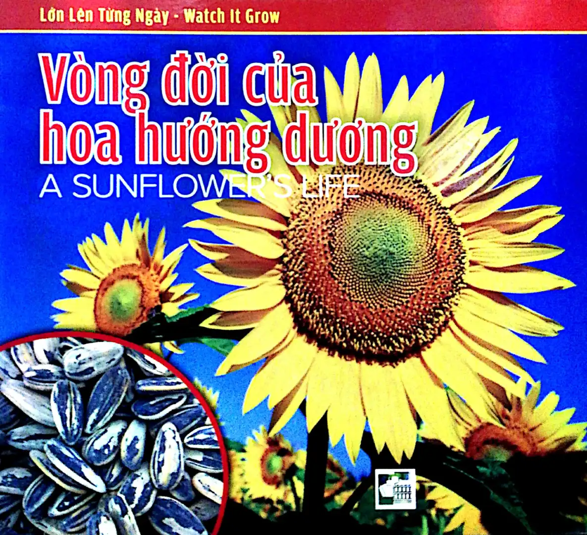 VÒNG ĐỜI CỦA HOA HƯỚNG DƯƠNG