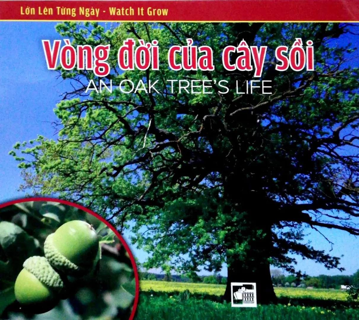 Vòng Đời Của Cây Sồi