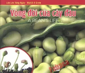 VÒNG ĐỜI CỦA CÂY ĐẬU