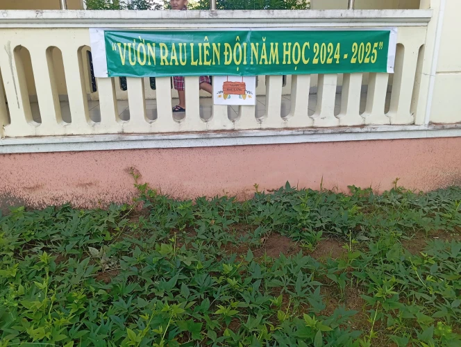 Mô hình "Vườn rau Liên đội" năm học 2024 - 2025